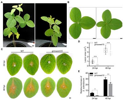 Comparative transcriptome profiling reveals the importance of GmSWEET15 in soybean susceptibility to Sclerotinia sclerotiorum
